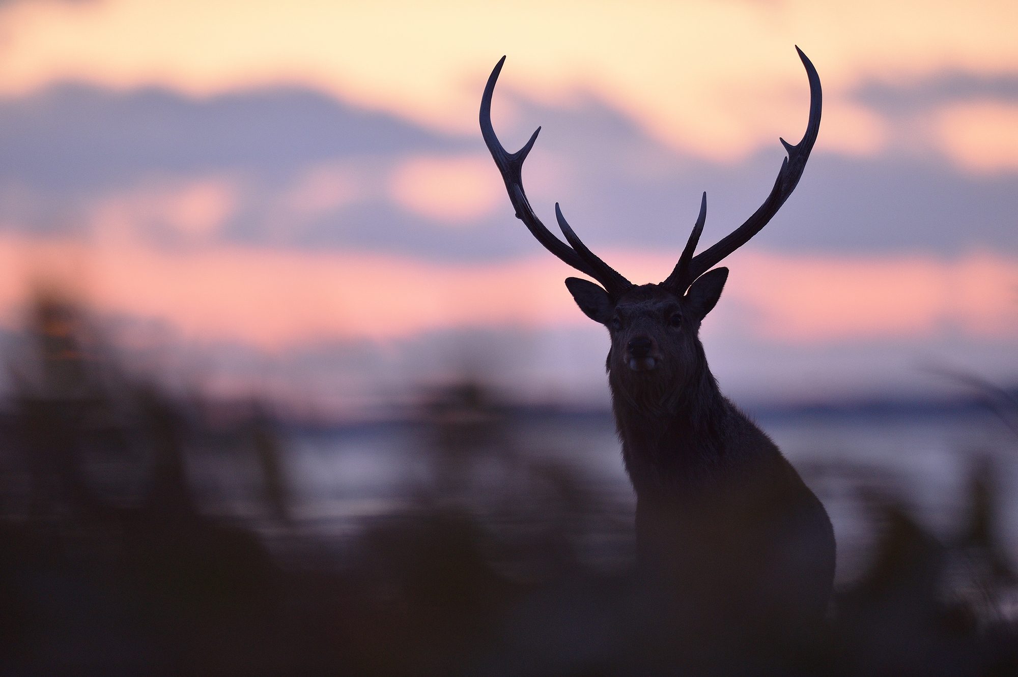 Silhouette of a Hokkaido sika deer standing against a pink and violet dusk sky